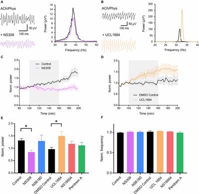 Regulation of Hippocampal Gamma Oscillations by Modulation of Intrinsic Neuronal Excitability